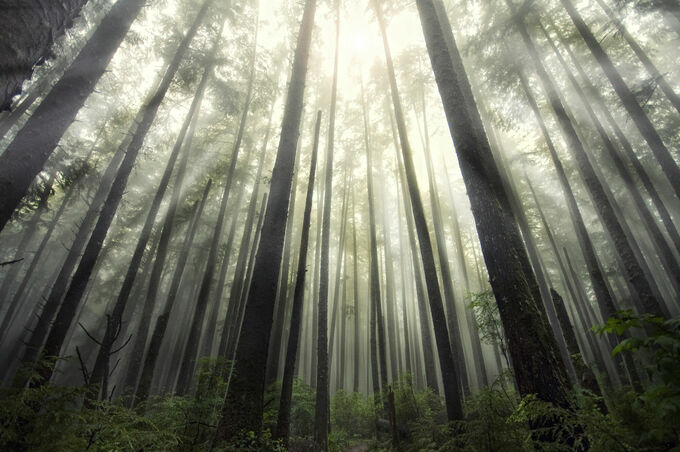 La Push Forest