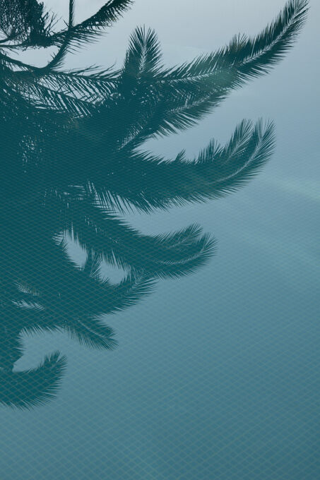 Palms in the pool