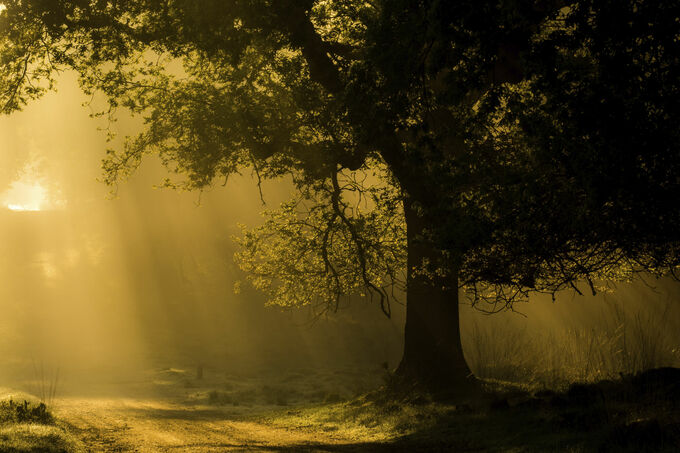 Misty tree