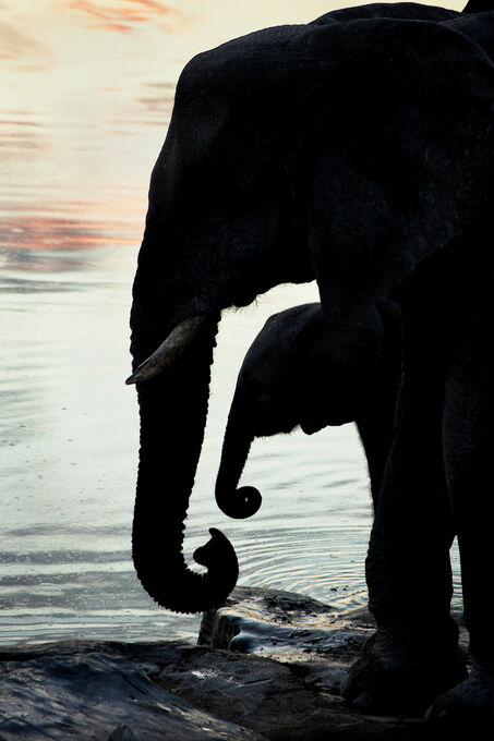 At the Waterhole