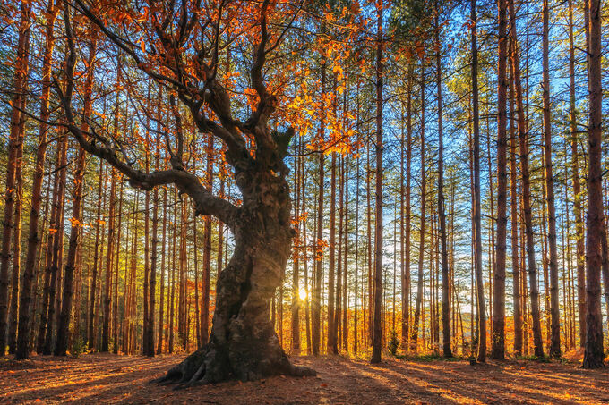 The King of the Forest