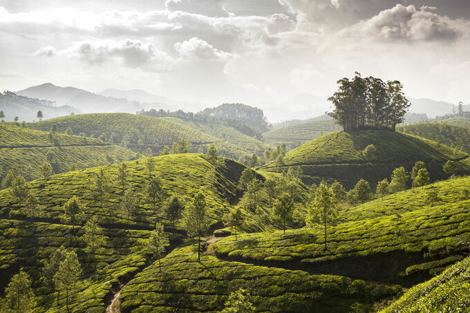 Theevelden Munnar, India