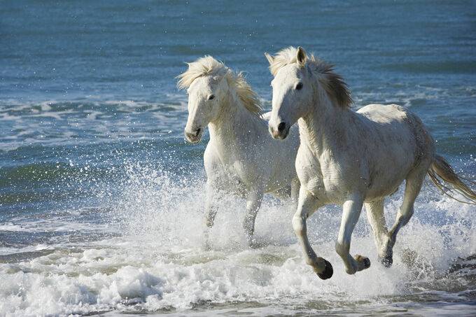 Horses of the Camargue, France