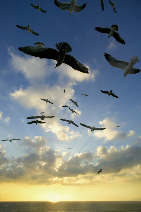 Seagulls above Santa Monica