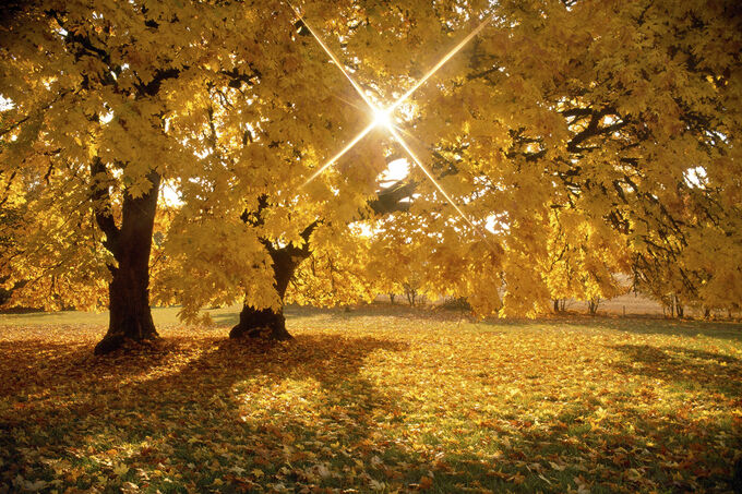 Yellow Fall Tree