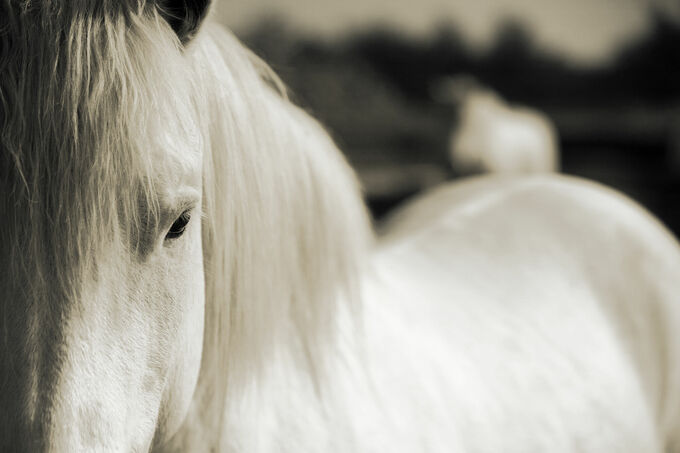 Horse of the Camargue