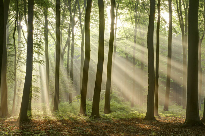 Lichtstralen in het bos