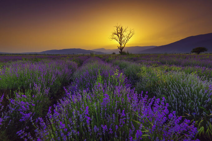 Lavender field sunset