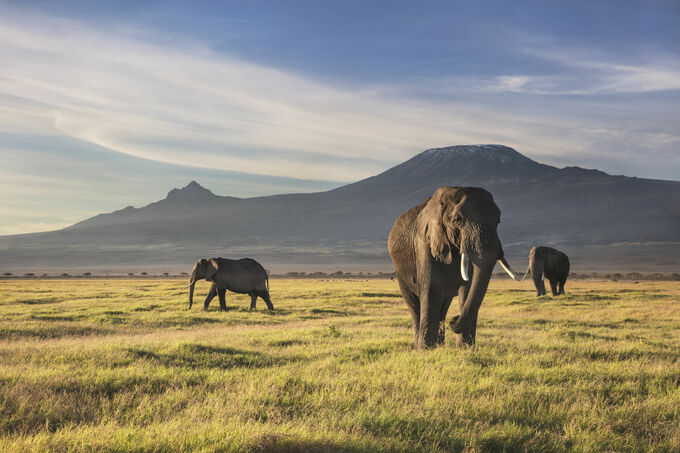 Elephants and Kilimanjaro