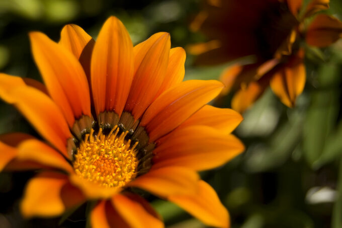 Gazania Rigens