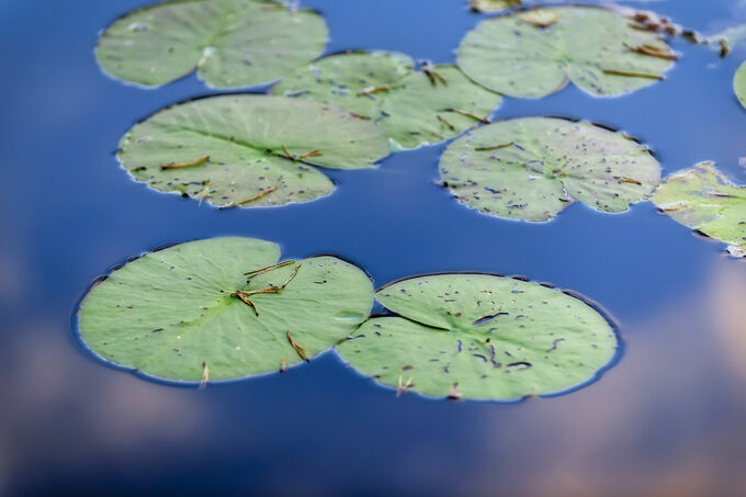 Lilly pads in blue