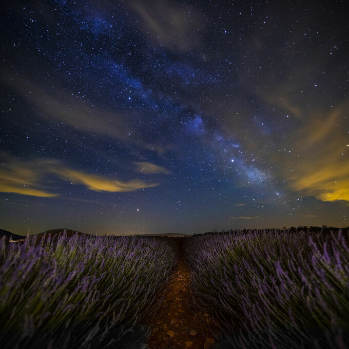 Lavendel onder de Melkweg