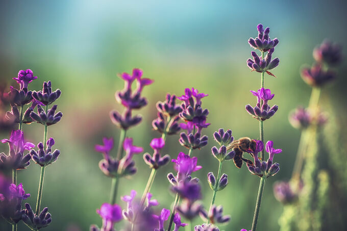 Bee on a lavender flower