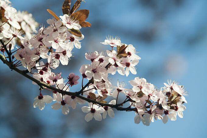 Plum tree