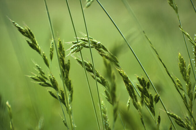 Zo groen als gras