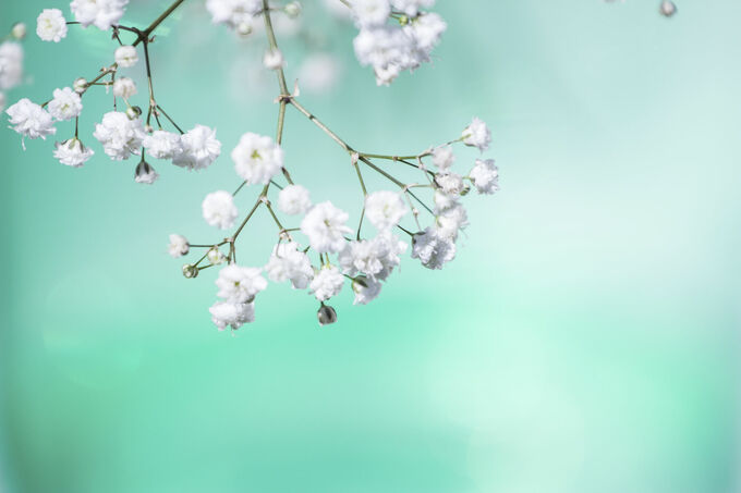 Gypsophila