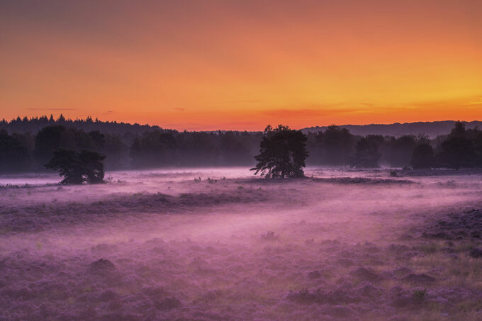 Zonsopkomst op de heide