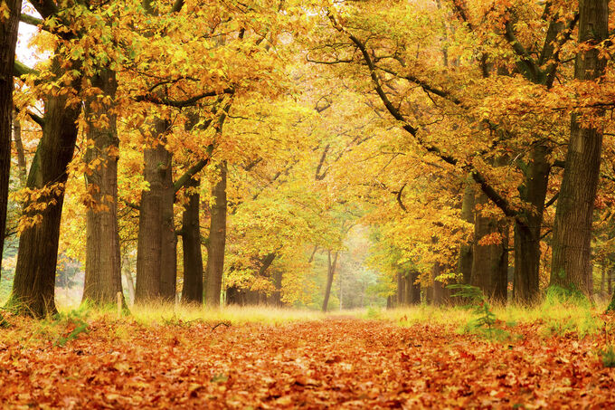 Herfst op de Veluwe