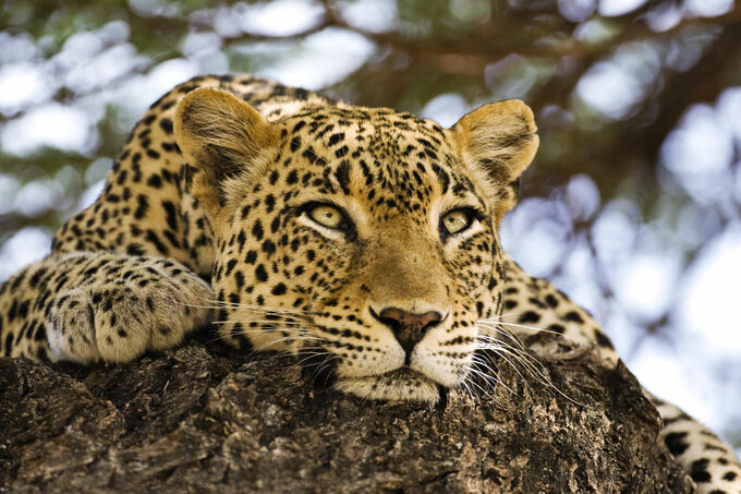 Leopard at rest, Kenya