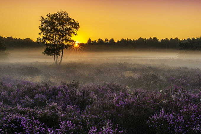 Zonsopgang op de heide