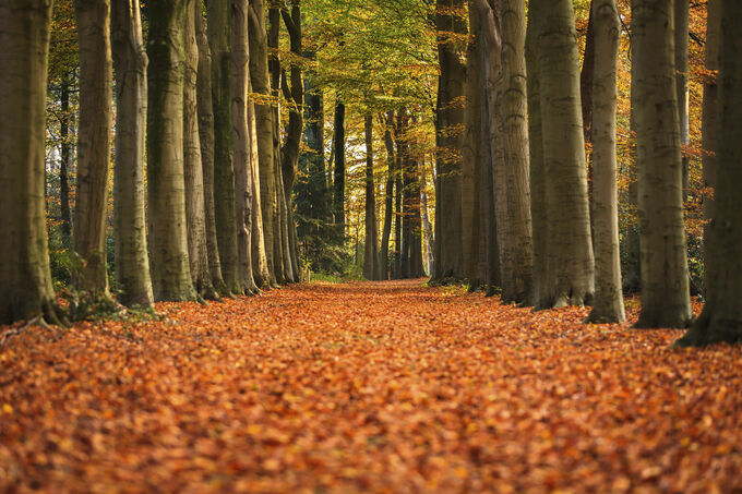 Autumn Forest