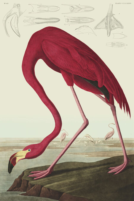 Flamingo - Audubon