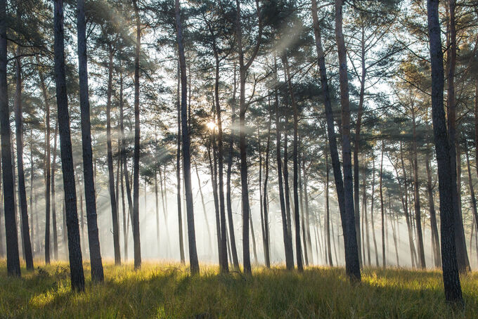 Dennenbos in de herfst