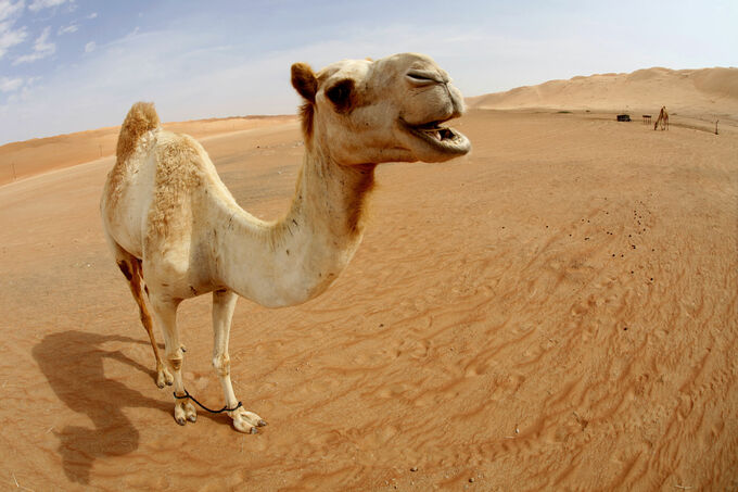 Wahibi Sands Desert