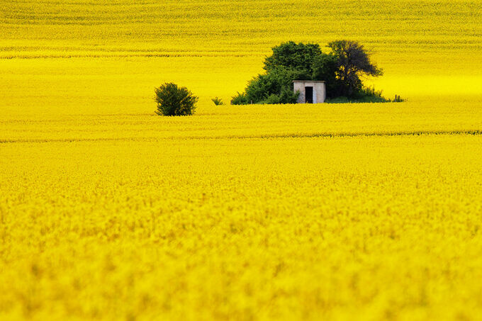 Yellow Field