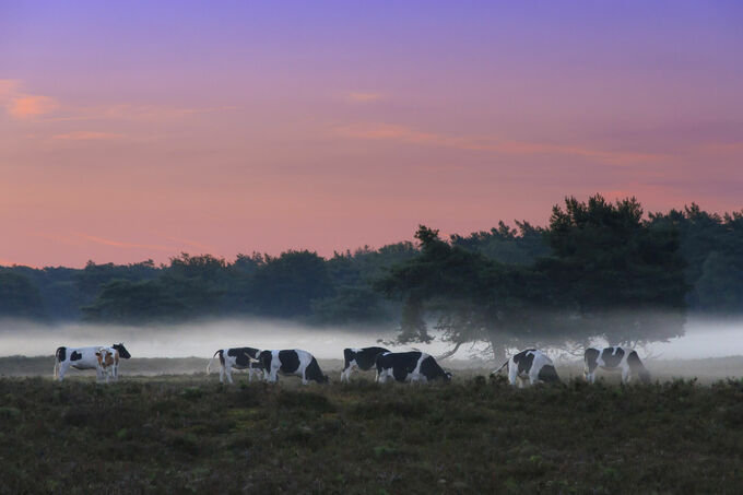 Koeien in de mist