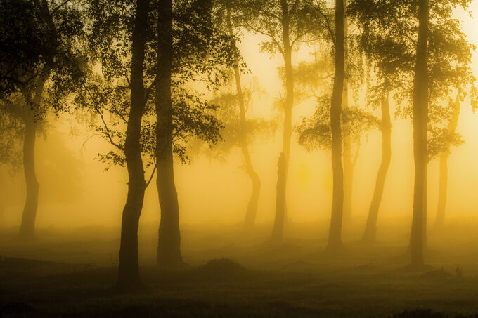 Dansende bomen