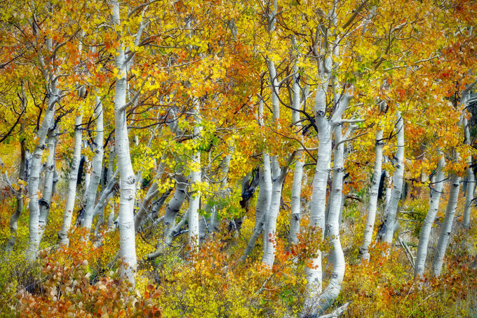 Aspens in California