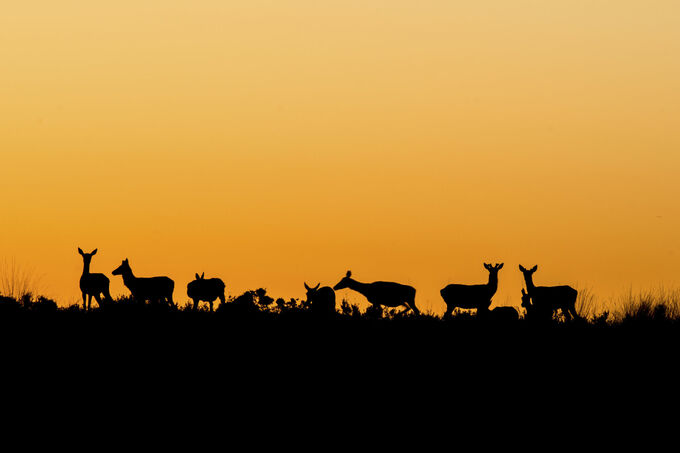 Deer horizon