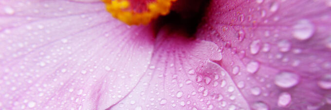 Pink Hibiscus