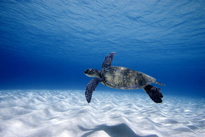 Hawaiian Sea Turtle