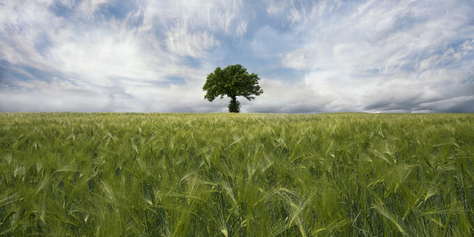 Lone Tree Tuscany