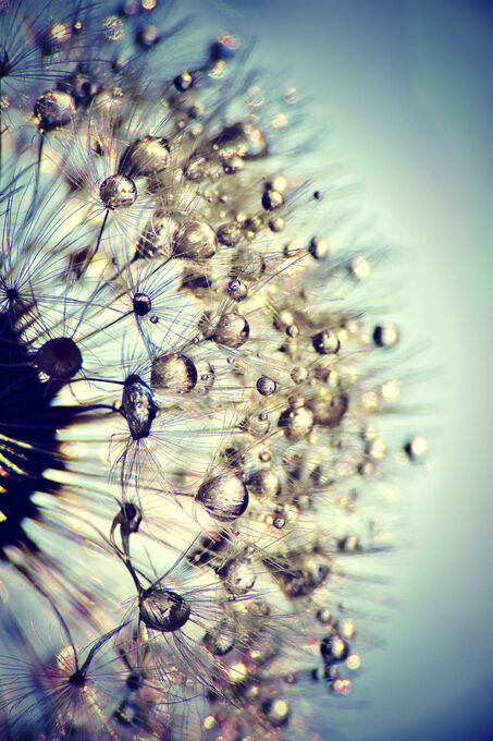 Dandelion Blue Crystal