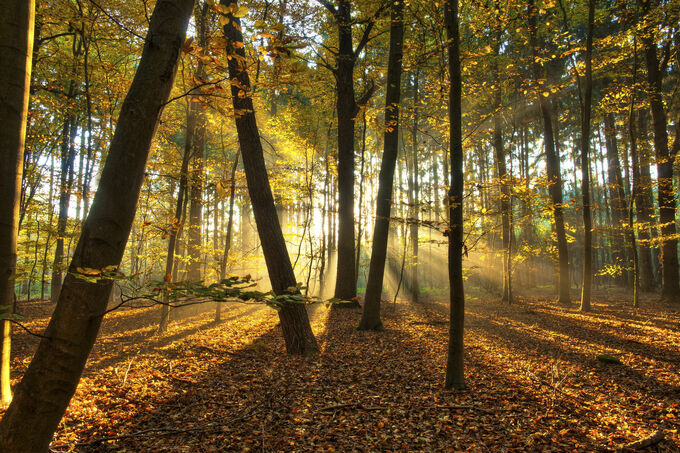 Gouden lichtstralen