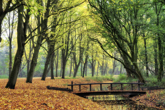 Amsterdamse bos in herfst