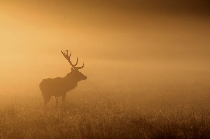 Red deer in fog
