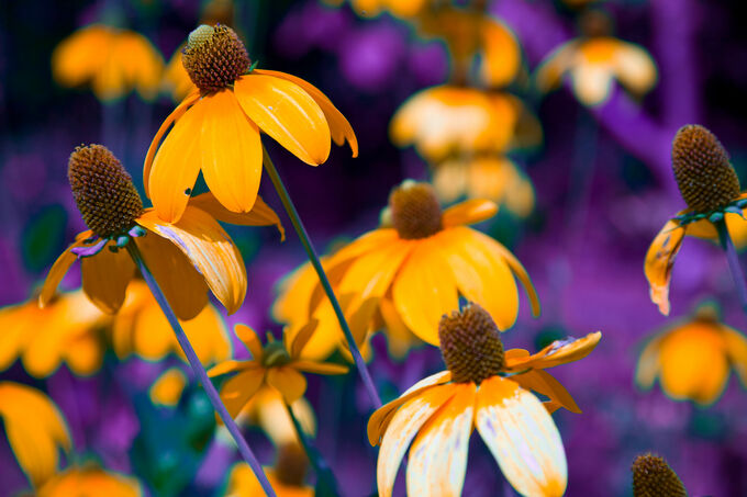 Ufo bloemen