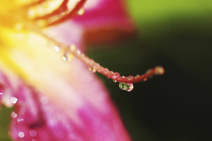 Rainy Flower