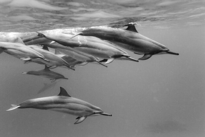 Dolphins