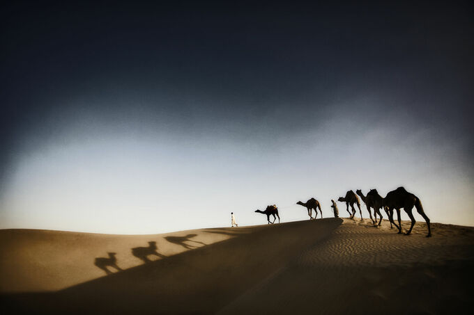 Camel train in Rajistan, India