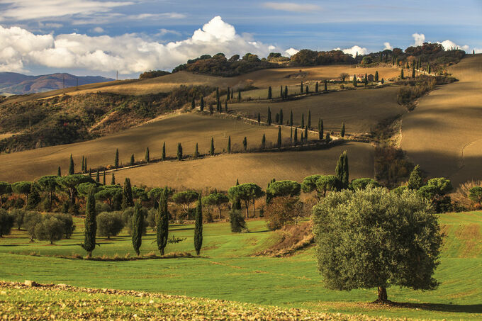 Sweet Tuscany