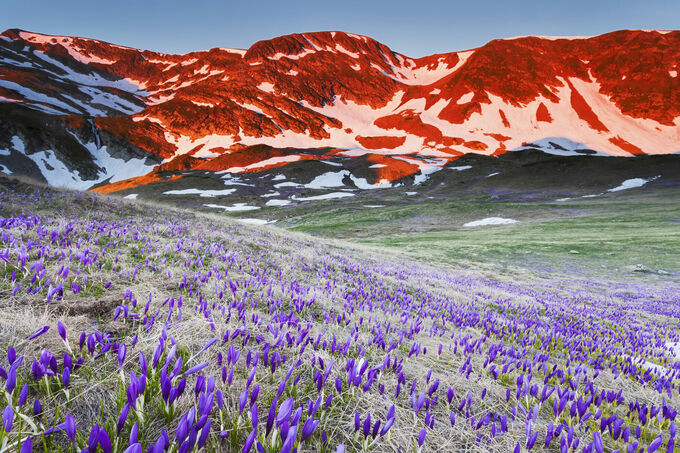 Crocus at Sunrise