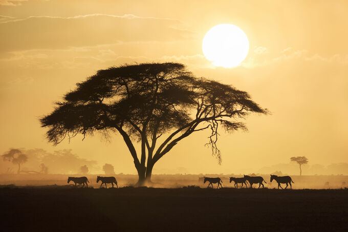 Amboseli Sunset