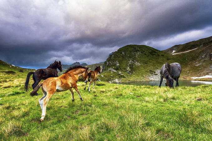 Playful Foals