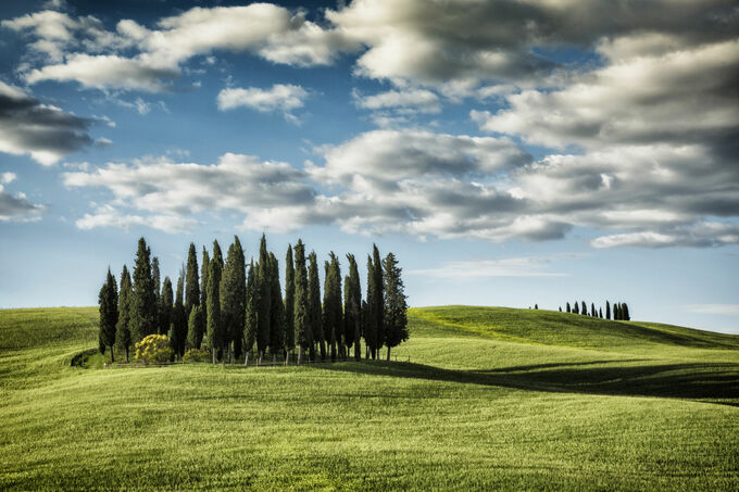The trees of Tuscany