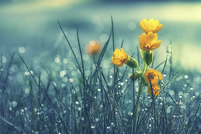 Morning Dew Flowers